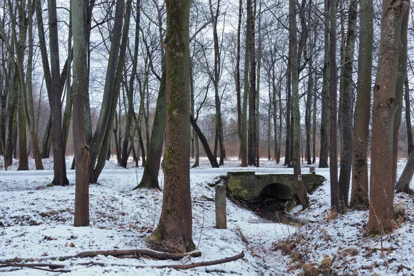 Холодна зима в лісі . — стокове фото