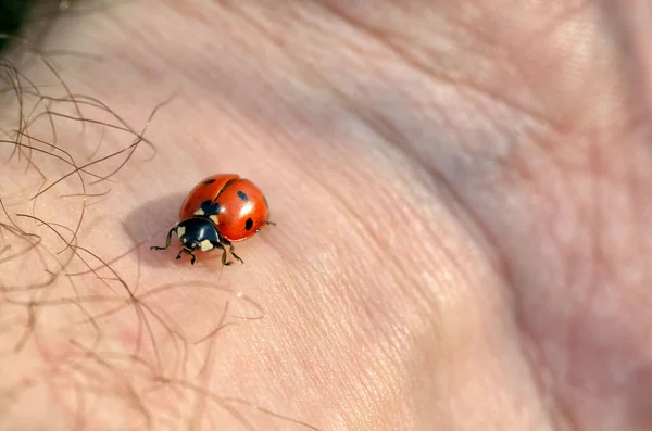 Ladybug crawls on a hand. — Stock Photo, Image