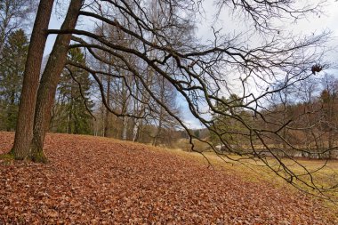 Sonbaharın sonlarında ormandaki güzel manzara.