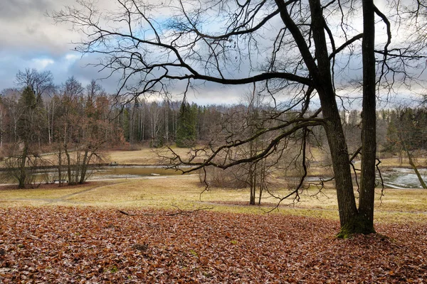 Bela paisagem na floresta no final do outono . — Fotografia de Stock