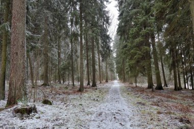 Ormana ilk kar yağdı..