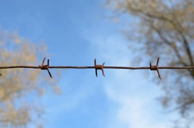 Dikenli teller gökyüzüne karşı.