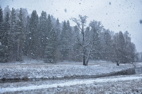 The first snow fell in the forest.