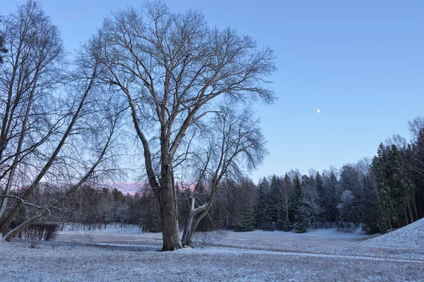 The first snow fell in the forest.