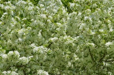 Bahçede elma ağaçları açar..