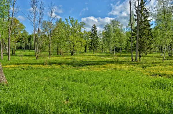 Green meadow in the middle of the forest. — 스톡 사진