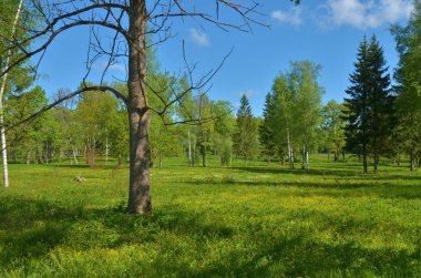Ormanın ortasındaki yeşil çayır..