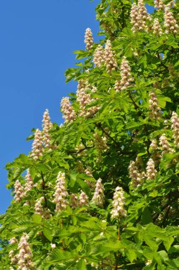 Kestane çiçeği baharda.