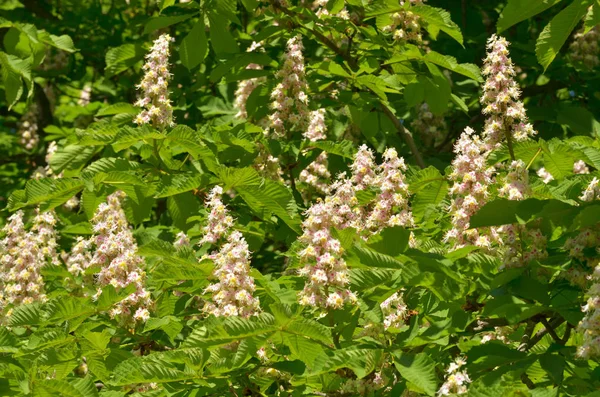 Fioritura di castagno in primavera . — Foto Stock