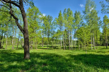 güzel orman manzarası.