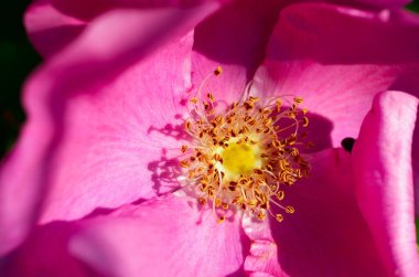 Yazın, gül kalçalar çiçek açtı..