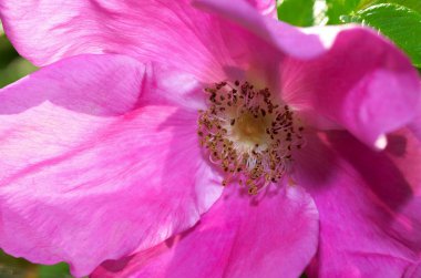 Yazın, gül kalçalar çiçek açtı..