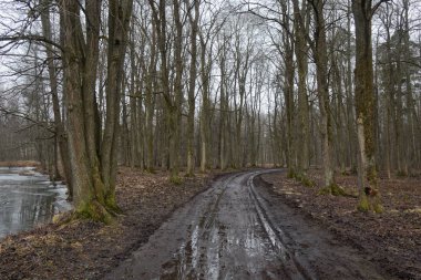 Kırık yol ormanın içinde. Çamur karıştırma taşıma, yol gider.