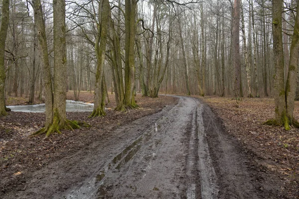 Kaputte Straße Den Wäldern Die Straße Geht Transport Rühren Schlamm — Stockfoto