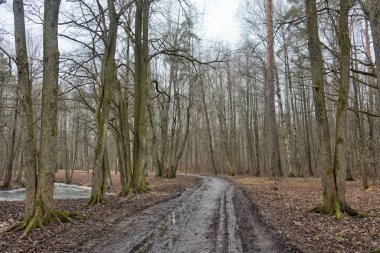 Kırık yol ormanın içinde. Çamur karıştırma taşıma, yol gider.