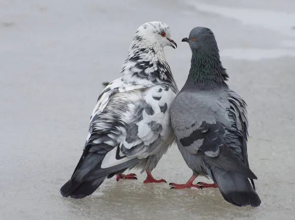 Ende März Finden Die Tauben Ihre Partner Und Bleiben Lange — Stockfoto