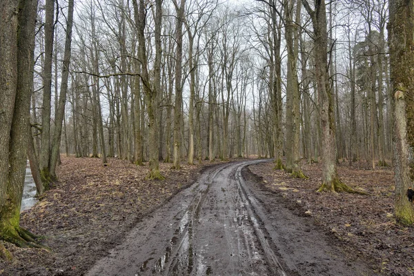 Σπασμένα Δρόμο Μέσα Στο Δάσος Δρόμος Πηγαίνει Προς Μεταφορά Ανακατεύοντας — Φωτογραφία Αρχείου