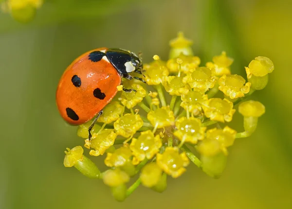 Ladybug Plant Flower She Has Red Wings Black Spots Stock Image