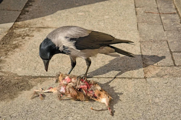 Crow Eats Dead Bird She Gutted Insides Her Beak — Stock Photo, Image