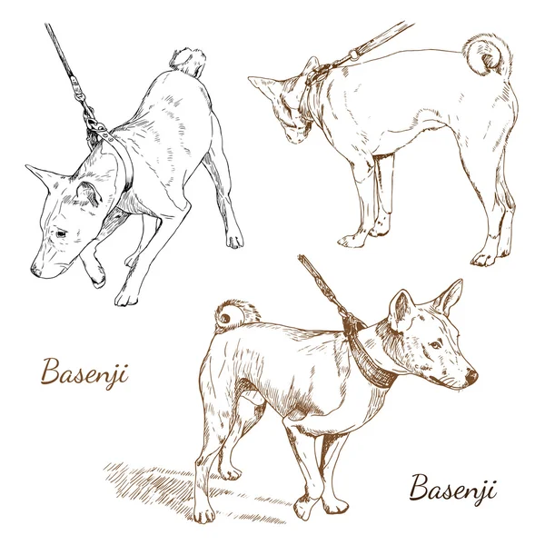 Hand dras vektorillustration av basenji — Stock vektor