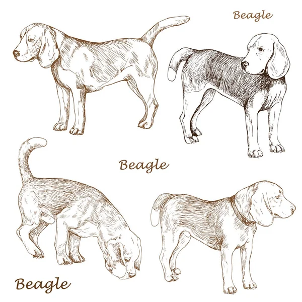 Ilustração vetorial desenhada à mão de beagle — Vetor de Stock