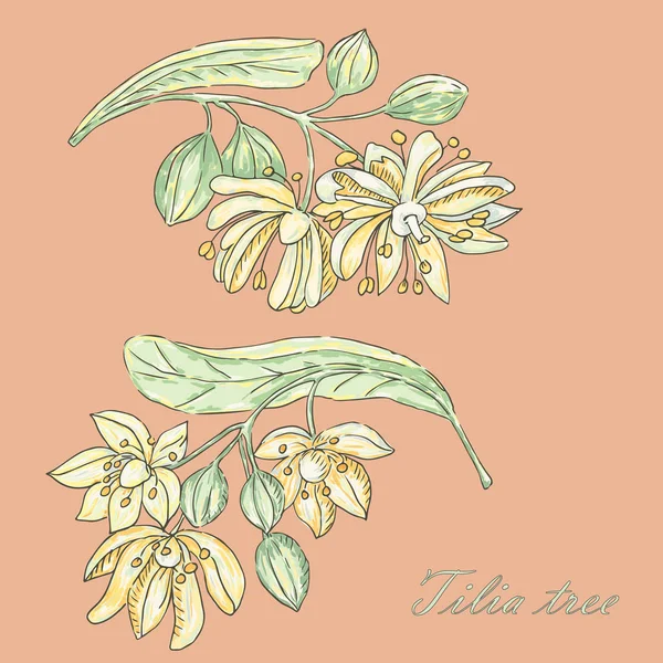 Vetor floral mão desenhada ilustração com lima-árvore —  Vetores de Stock