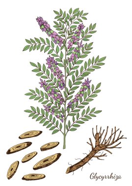 Vektör el çizilmiş bir bitki glycyrrhiza gösterimi