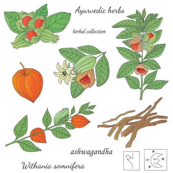 Illustration de la plante ashwagandha — Image vectorielle