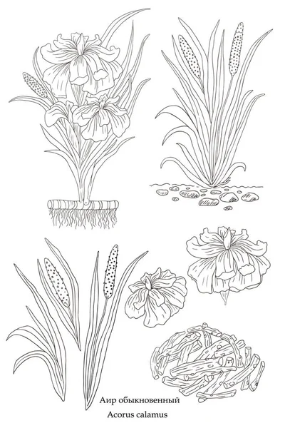 Illustrazione disegnata a mano vettoriale di una pianta Acorus calamus. Silhouette — Vettoriale Stock