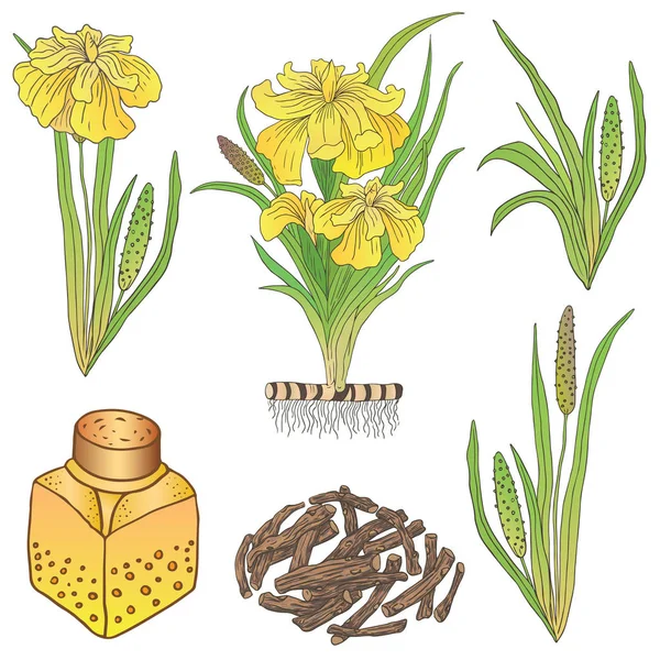 Illustration of a plant Acorus calamus — Stock Vector