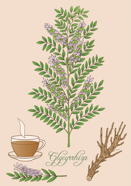 Vektör el glycyrrhiza bitkinin çizilen illüstrasyon