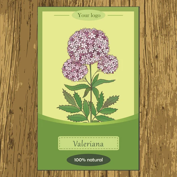 Solodka i valeriana-04 — Vector de stock