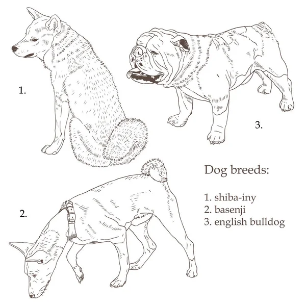 Mão desenhado vetor ilustração cão raças -05 — Vetor de Stock