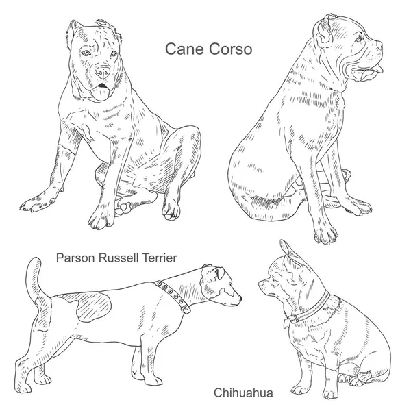 Vetor desenhado à mão ilustração raças de cães 04 — Vetor de Stock