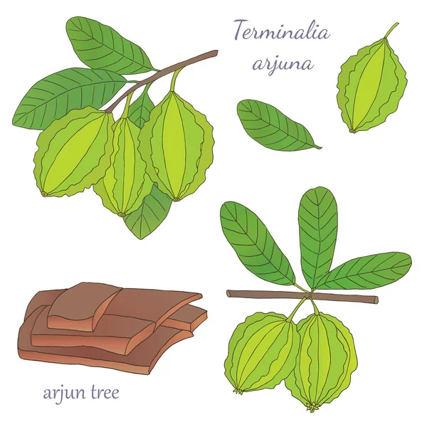 Vector ilustración dibujada a mano de una planta medicinal Terminalia arjuna — Vector de stock