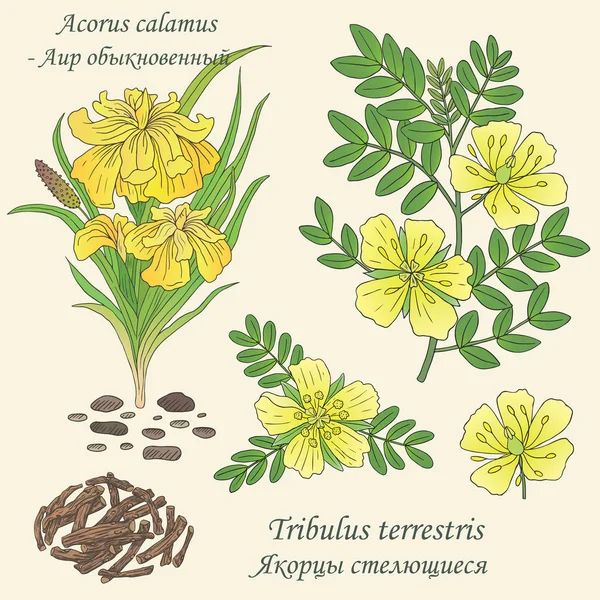 Bitkilerin, tribulus terrestris ve acorus calamus örneklerinin çizimi
