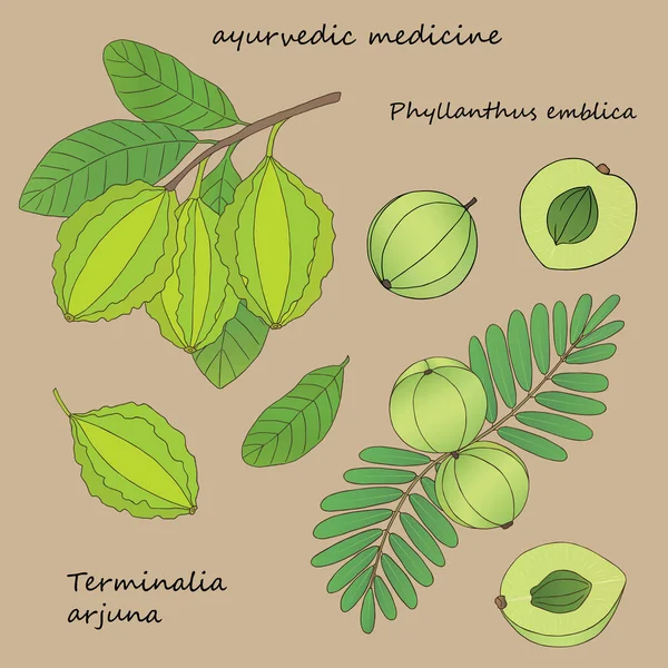 Illusztráció növények Phyllanthus emblica és terminalia arjuna — Stock Vector