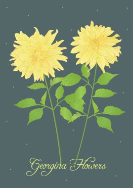 Vektör Georgina Flowers 04