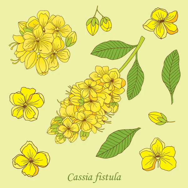 kasia fistula bitki-01