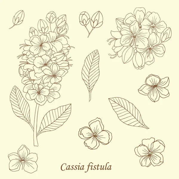 kasia fistula bitki-02
