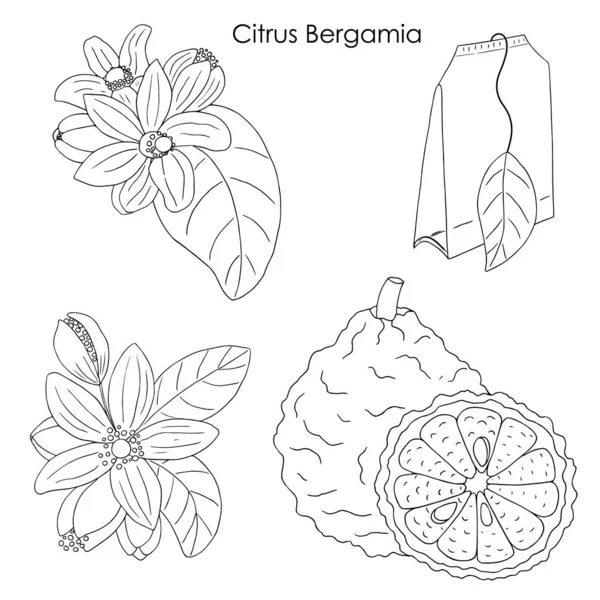 Ilustrasi Citrus Bergamia 01 - Stok Vektor