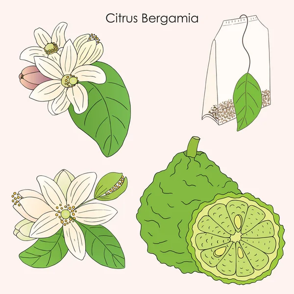 Ilustrasi Citrus Bergamia 03 - Stok Vektor