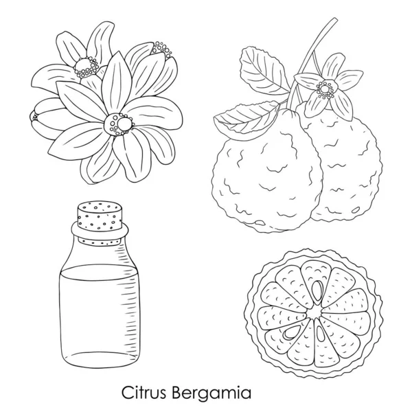 Illustration of Citrus Bergamia 02 — Stock Vector