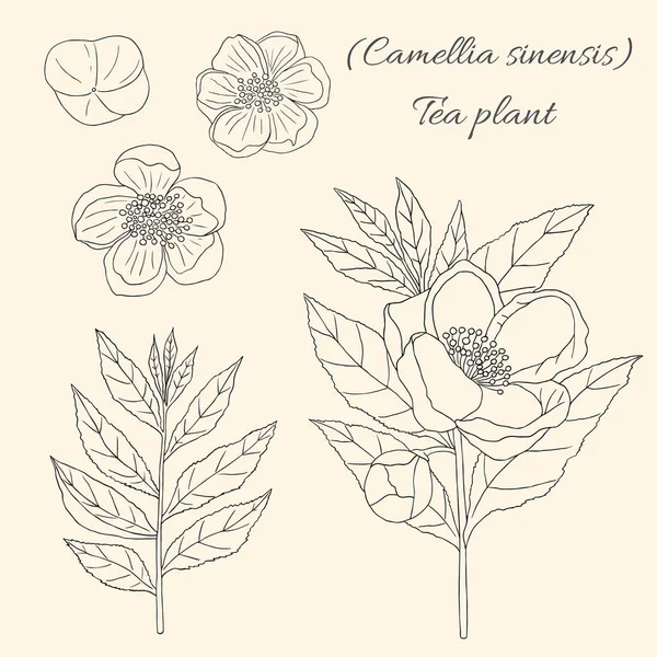 Colección Planta Dibujada Mano Camellia Sinensis Con Flores — Vector de stock