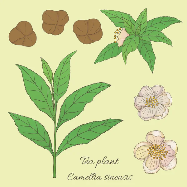 Teagyűjtemény Kézzel Húzott Teanövény Camellia Sinensis Virágokkal — Stock Vector