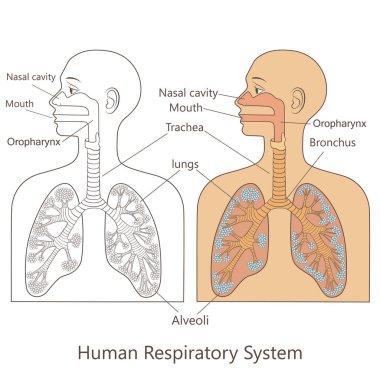 Vector medicinal illustration with human respiratory system clipart