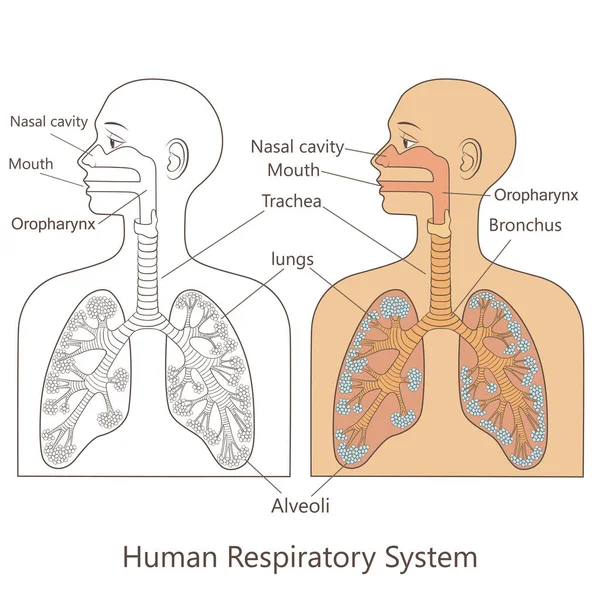 Ilustración Medicinal Vectorial Con Sistema Respiratorio Humano — Vector de stock