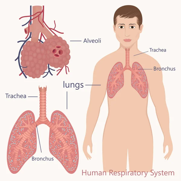 Ilustración Medicinal Vectorial Con Sistema Respiratorio Humano — Vector de stock