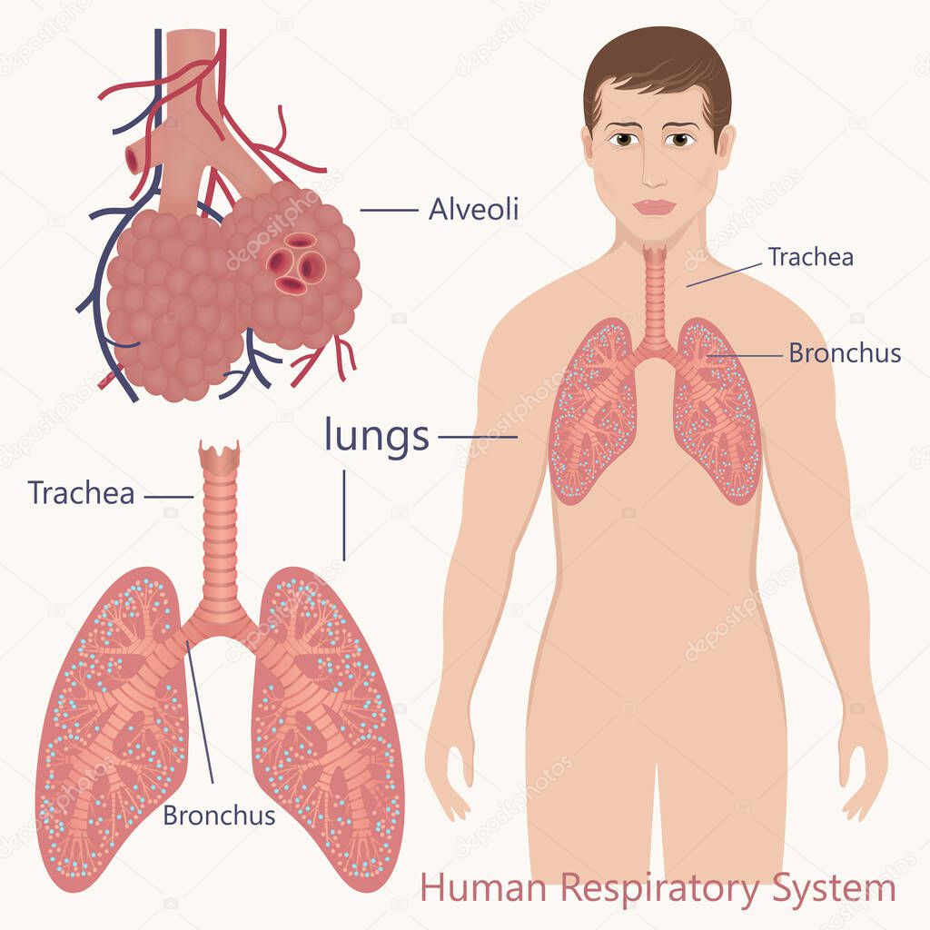 Vector medicinal illustration with human respiratory system