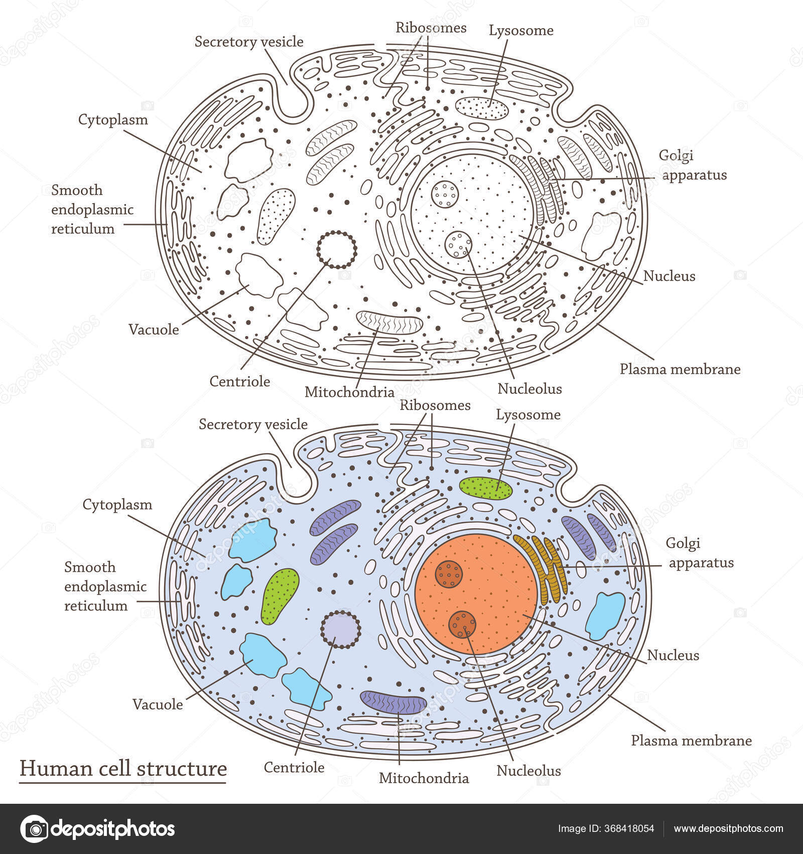 Vector Medicinal Flat Illustration Human Cell Structure Stock Vector Image  by © #368418054